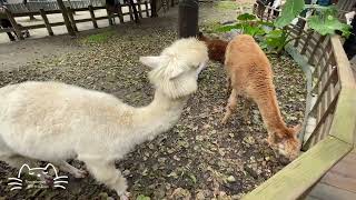 🇹🇼Travelogue - TaipeiZoo #taiwan #taipei #taipeizoo #taipeitravel #台灣 #台北