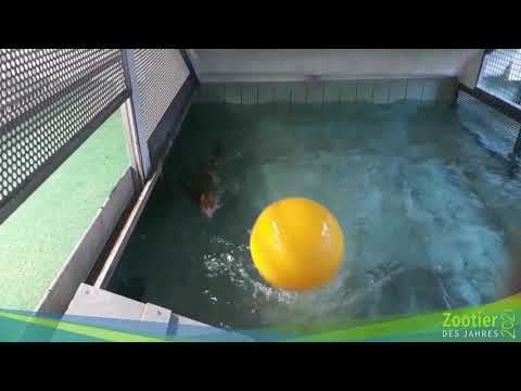 Krokodile in einem anderen Licht