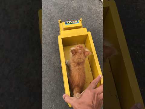 nemu kucing lucu