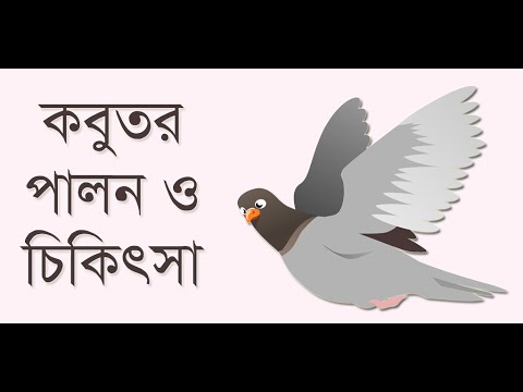 কবুতর পালন ও চিকিৎসা - Kobotor Video