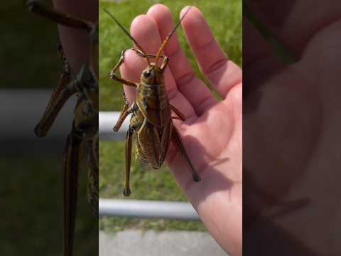 How to Catch a Grasshopper: 5 Effective Trapping Tactics