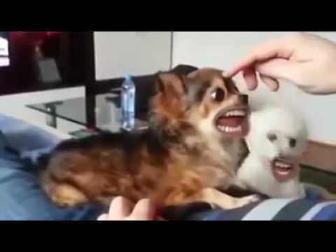 how dogs actually sounds must watch