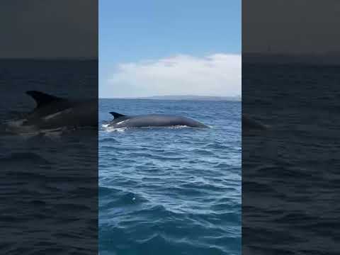 Ballenas Afín en Caleta Chañaral de aceituno 🐳🌎