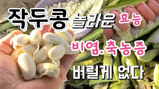 작두콩 놀라운 효능 작두콩 재배법 무조건 일찍 심어야 다수확 가능한 작두콩