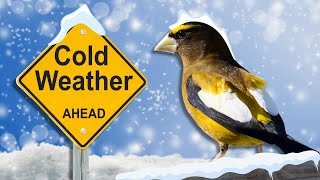 How Do Birds Survive the Cold Winter?
