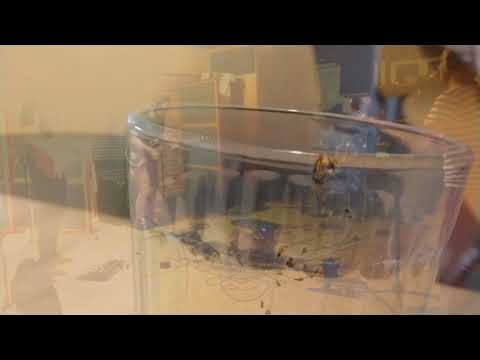 Blue Yell Radio - jumamada moucha