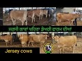 Jersey cows at khaira Dairy Farm, ਖਹਿਰਾ ਡੇਅਰੀ ਫਾਰਮ ਕਪੂਰਥਲਾ