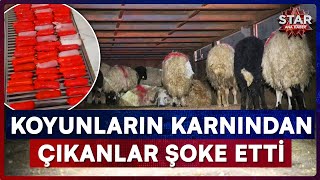 Narkotik Polisini Bile Şaşırttı: Canlı Koyunların İçinden Çıkanlar Pes
