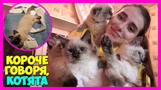 КОРОЧЕ ГОВОРЯ, КОТЯТА