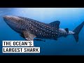 Whale Sharks Giants That Rule The Ocean