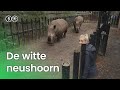 De witte neushoorn