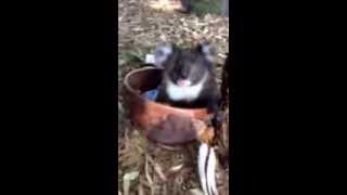 preview picture of video 'Baby Koala having a cool off and drink in Adelaide's Heatwave 2014'