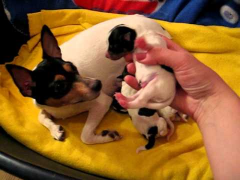 prostata intervento yorkie rescue