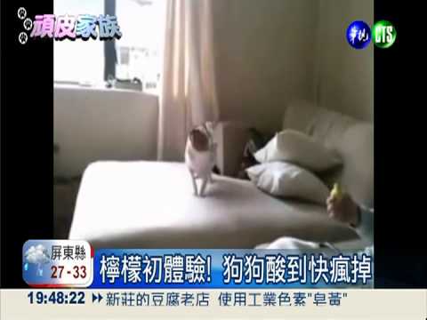 檸檬初體驗! 狗狗酸到快瘋掉