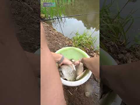Karasie na dwie wędki w 2 godziny. 🎣 Łowienie ryb na stawie