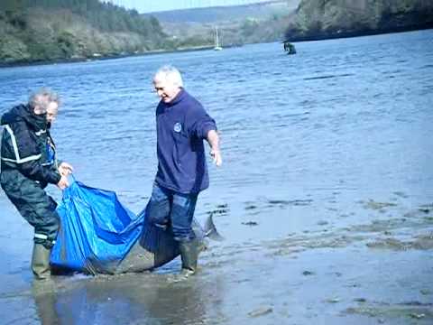 Bottlenose Dolphin live stranded on mud flats