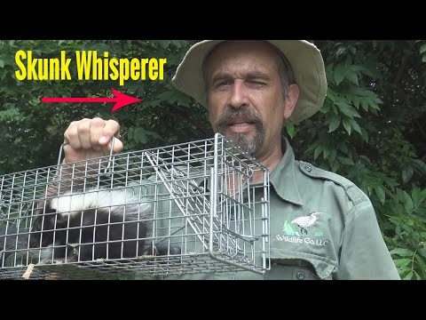 Removing Skunks in Crawlspaces, Under Sheds, and Under Porches