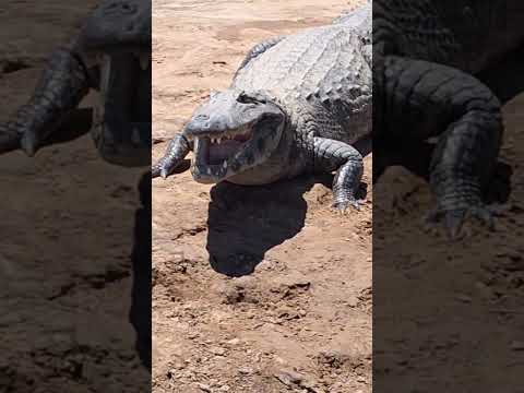 Bañado La Estrella Fortín La Soledad Las Lomitas Formosa