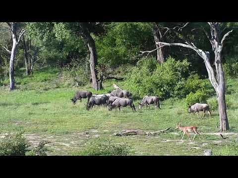 Djuma: Wildebeests and Impalas - 16:19 - 12/03/20