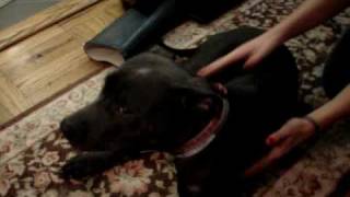 craigslist and pets 025.mpg