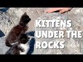 Tuxedo Family With 2 Kittens Living Under The Rocks