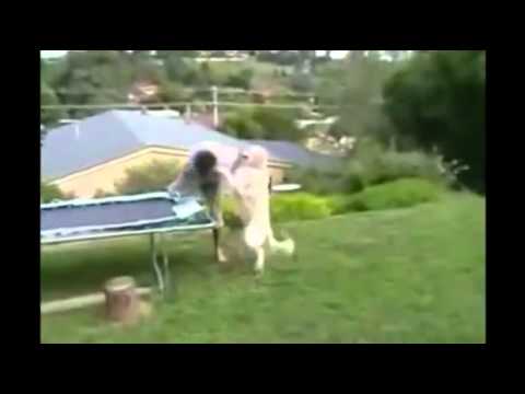 lol-udah-jatuh-masih-aja-apes