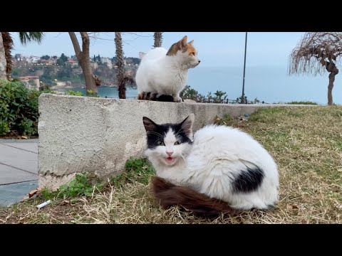 Cat telling something with interesting meow style.