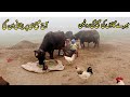 Mere Gaon Ki Subah I Pakistan Village Life I Mud House I Village Women Morning Routine