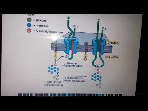 Protein Sorting part 5