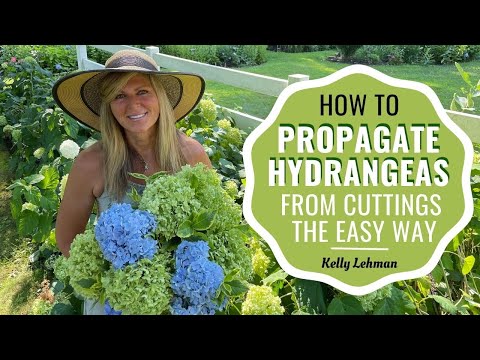 , title : 'How To Propagate Hydrangeas From Cuttings the Easy Way'