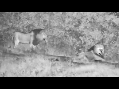 Ndzhenga Males showed up at the Dam at Djuma Cam After NK Pride finished eating 1/2/26
