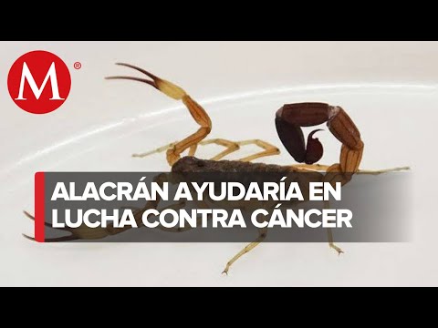 Científicos de la UNAM elaboran fórmula con veneno de alacrán para evitar metástasis