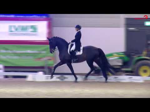 Feu D'Or, S*-Dressur Münster K+K-Cup, Lena Waldmann
