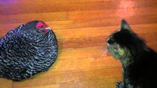 Cat and chicken talking to each other