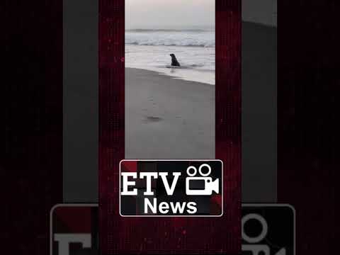 SORPRENDENTE | En playa Tilapa, ubicada en Ocós, #SanMarcos, apareció una foca y vecinos grabaron.