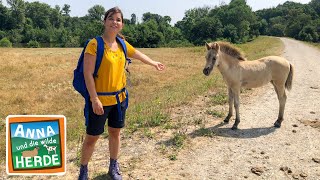 Goldschakal gesichtet | Reportage für Kinder | Anna und die wilde Herde | 03