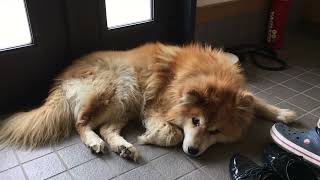 老犬のいた生活