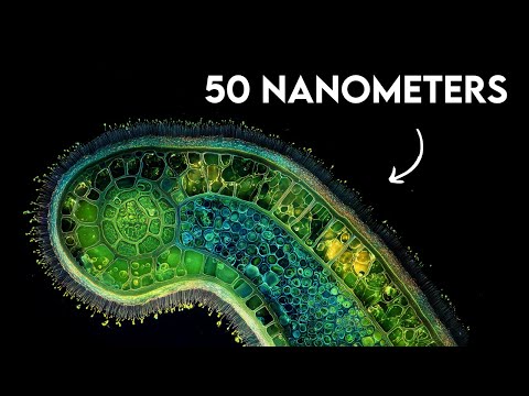 How Life Learned to Move Before it Had Muscles