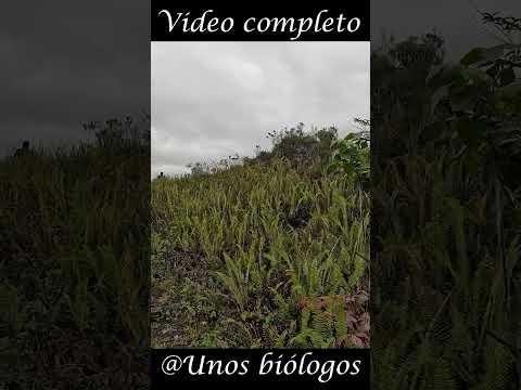 Vale la pena Visitar la Isla Santa Isabel? #galapagos #unosbiologos #biologos #biologia #biologo #is