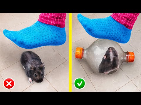 13 ideias para Hamsters