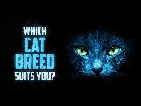 Which Cat Breed Suits You?
