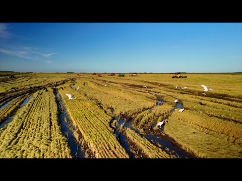 Producción arrocera en Uruguay | Treinta y Tres