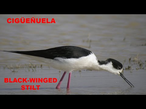 CIGÜEÑUELA | BLACK-WINGED STILT | Himantopu