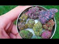 (How to grow Cannabis) Flowers stacking, smell fantastic, and amazing color!!!!