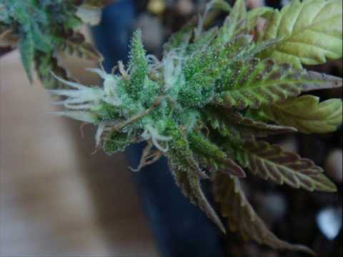 Dim4ou - Napred napreeed prod by hrd