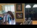 Massive Bear and Cub Break Into Home