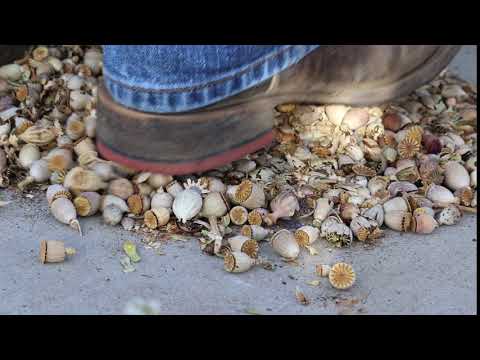 Crushing Poppy Pods