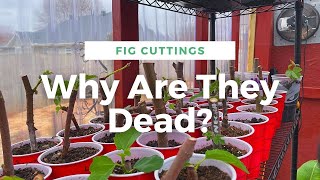 Stop Killing Your Cuttings!! | Top 3 Reasons Its Happening!! | Fig Cutting Rooting Success Tips!!