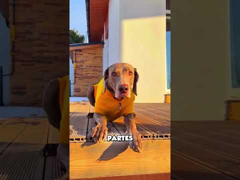 Por Qué Los Perritos Hicieron Carteles? 😮