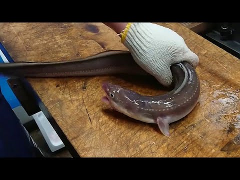 Can you be allergic to eel? - Amazing animals planet
